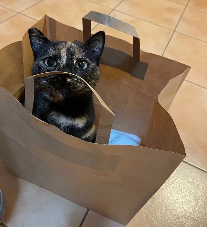 Izvoz životinje iz Crne Gore