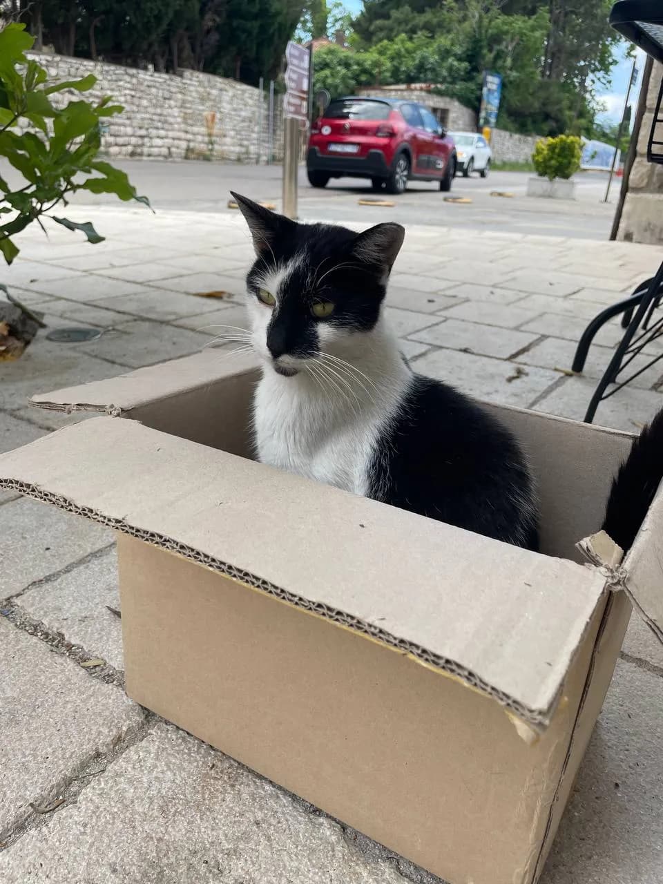 Kako uhvatiti uličnu mačku