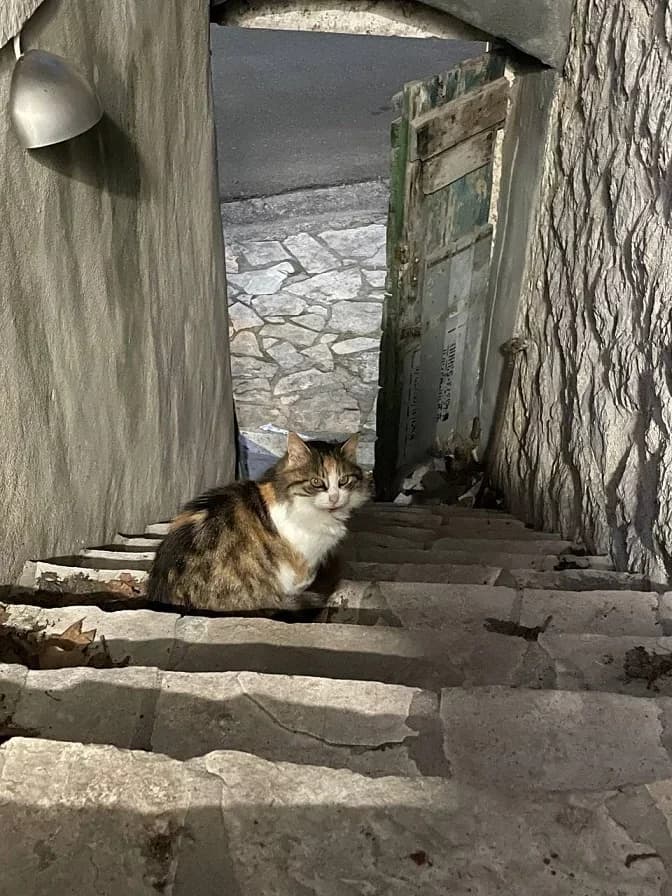 Kako uhvatiti uličnu mačku