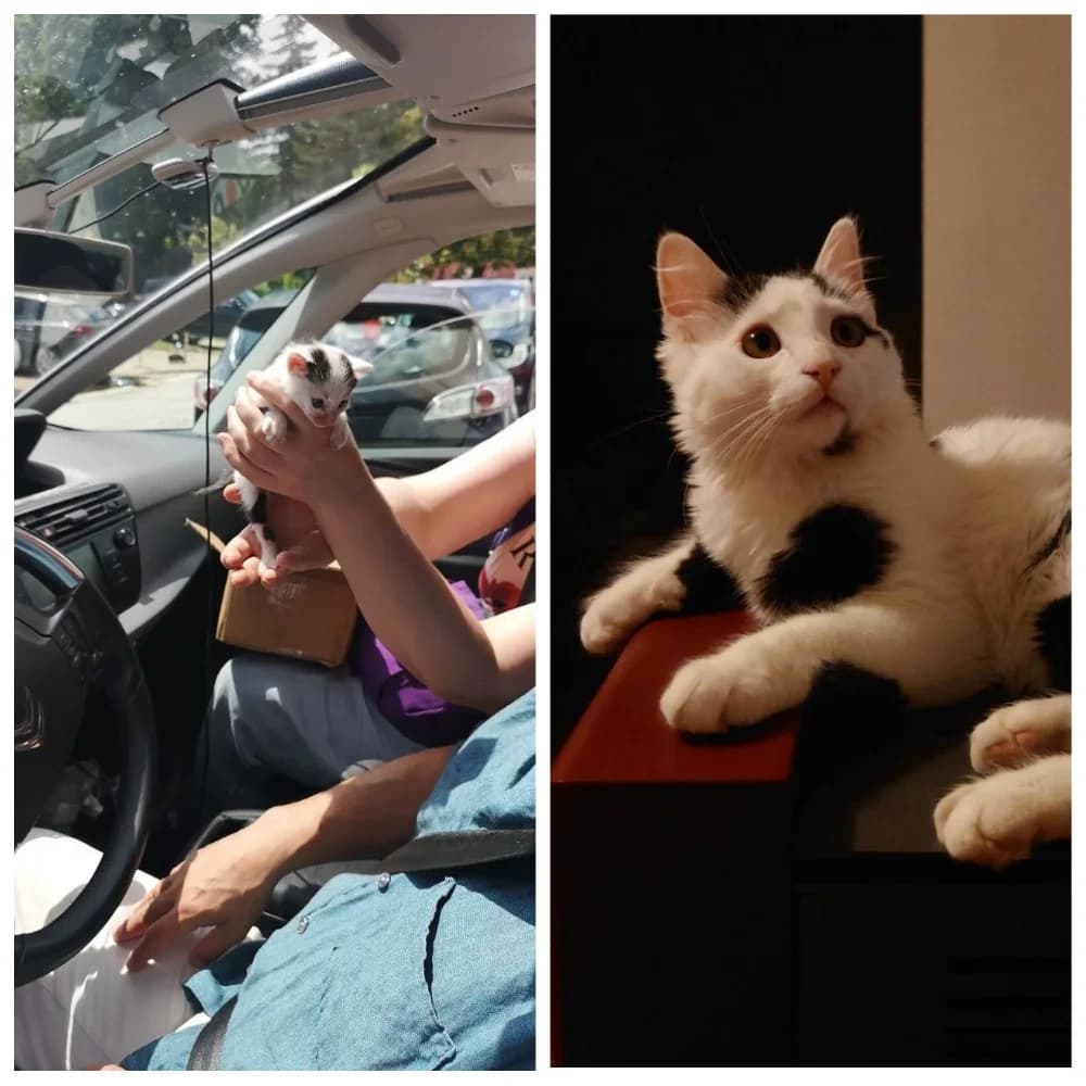 Resursi za traženje doma životinji u Crnoj Gori