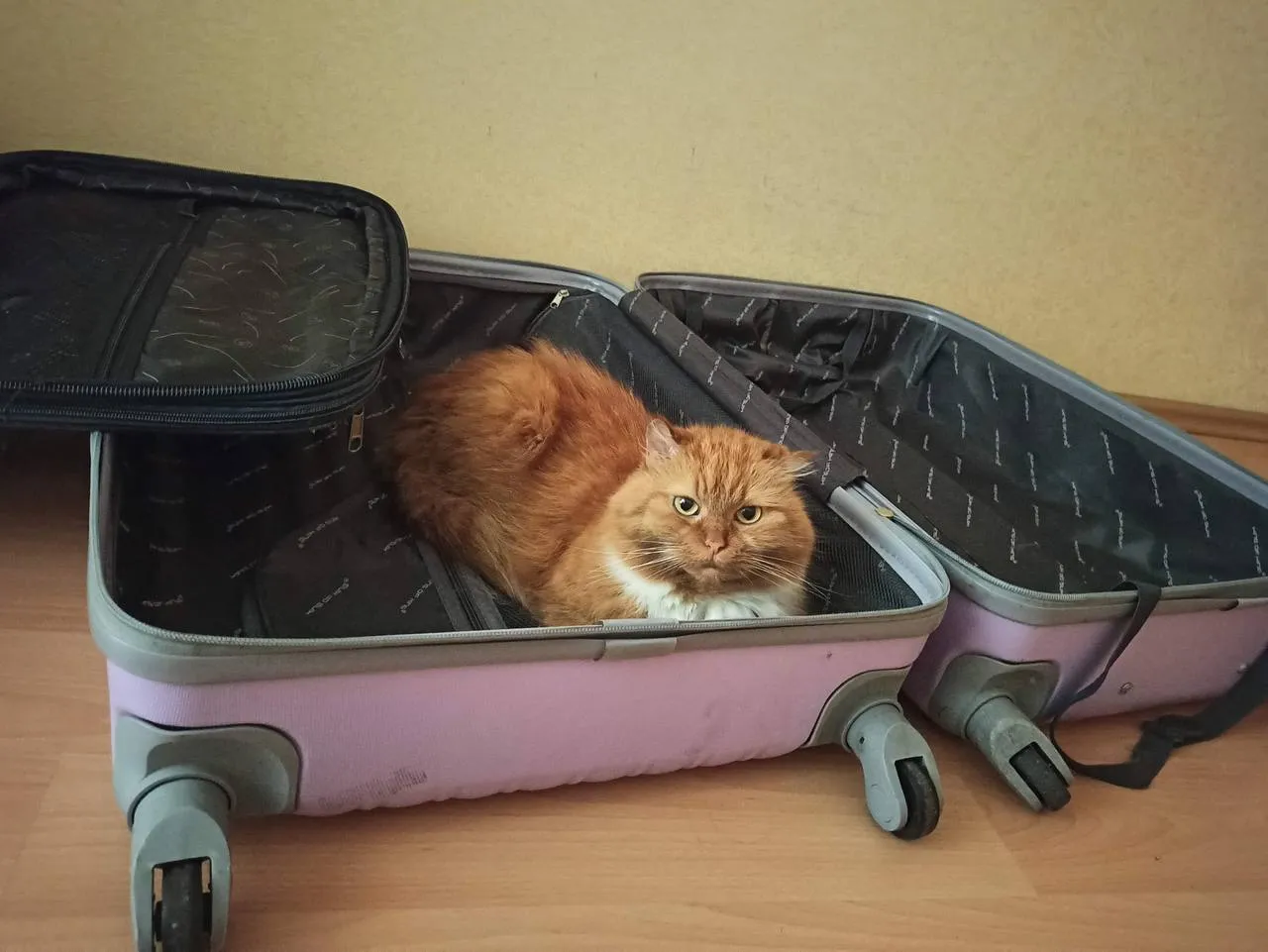 Export a pet from Montenegro