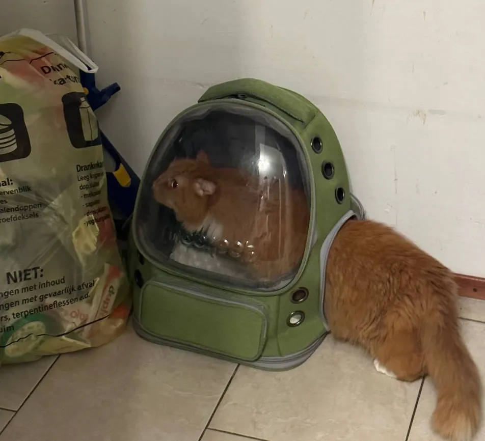 Export a pet from Montenegro