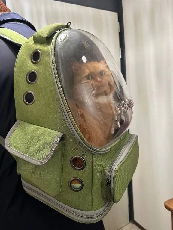 Export a pet from Montenegro