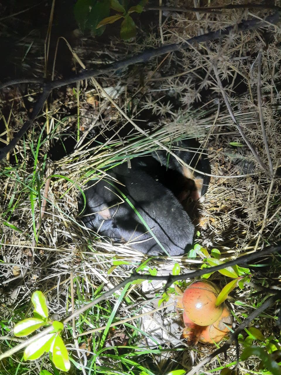 How to feed newborn puppies