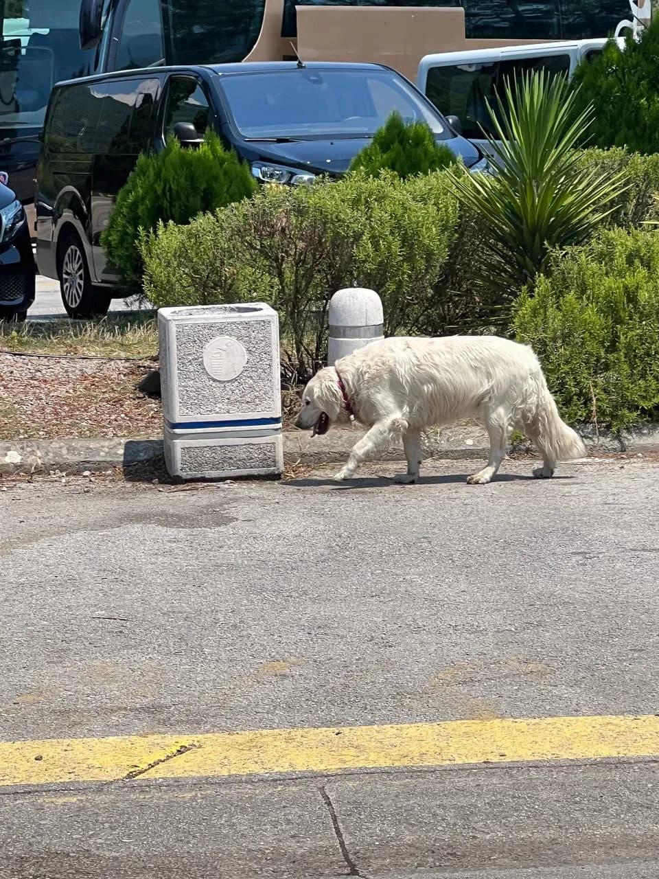 Slobodno kretanje ljubimaca