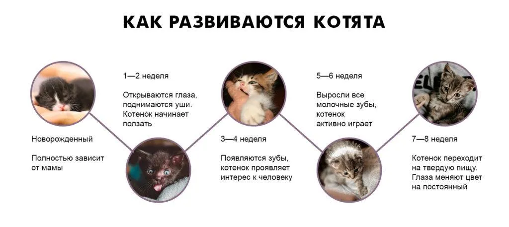 Как выкормить котенка